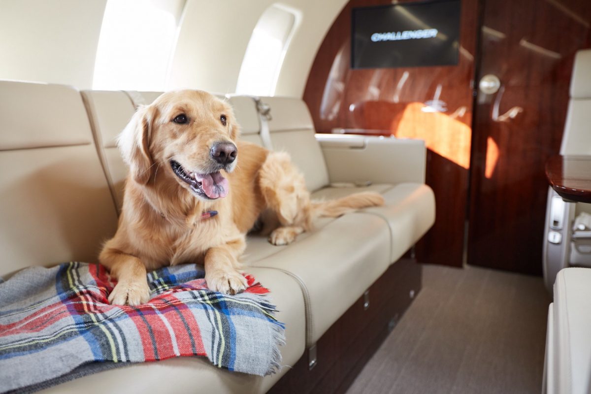 Fly JetPets вводит новый стандарт для перевозки домашних животных в салоне самолёта