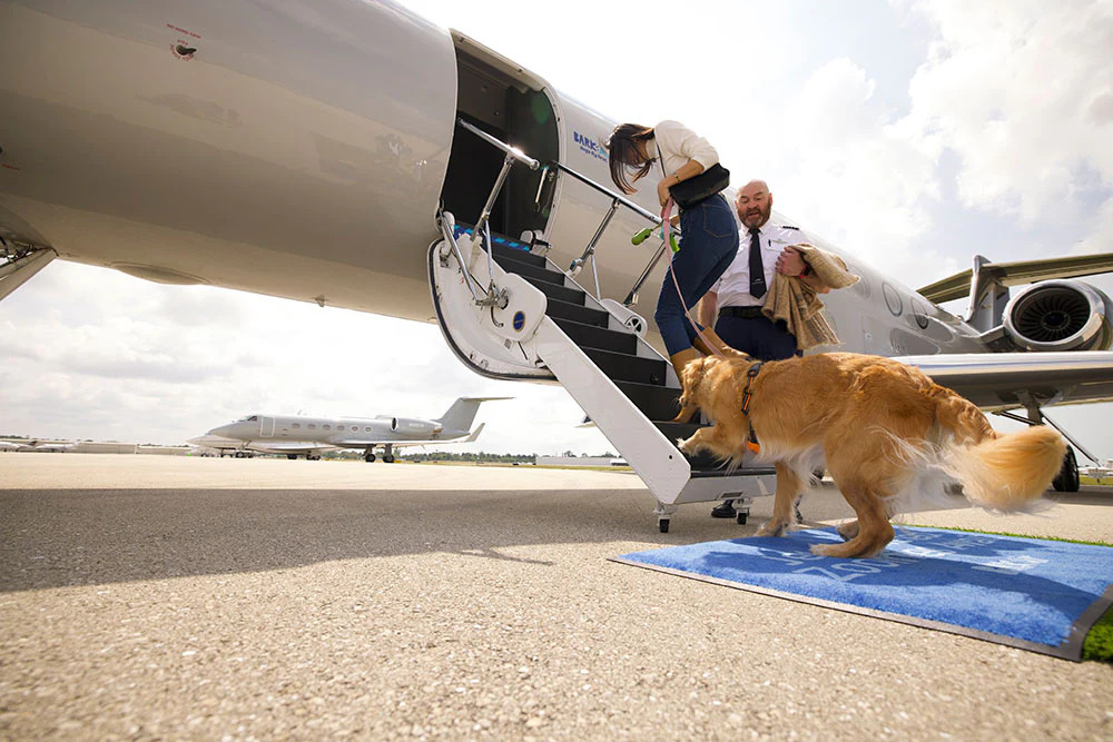 Домашних любимцев повезут на Gulfstream G550